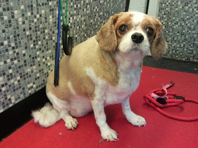 Dial-A-Dog-Wash