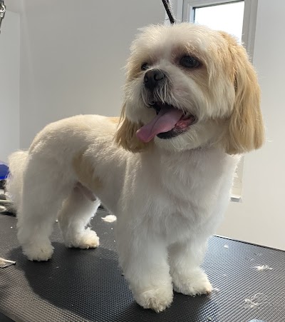 Dog Grooming on The Farm