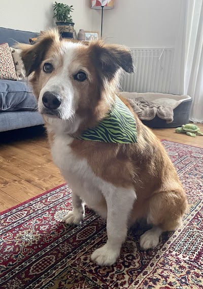 Grooming Van Image