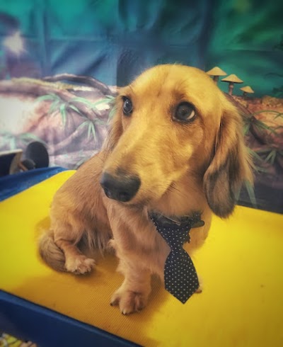 Grooming Van Image
