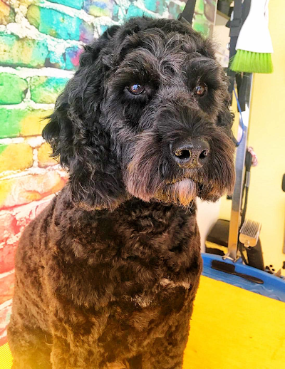 Grooming Van Image