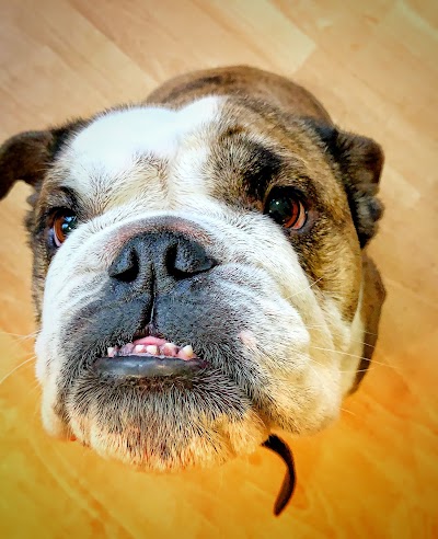 Grooming Van Image