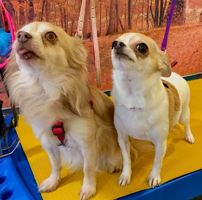 Grooming Van Image