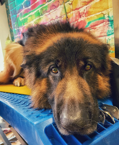 Grooming Van Image