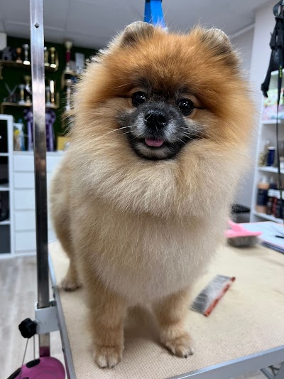 Grooming Van Image