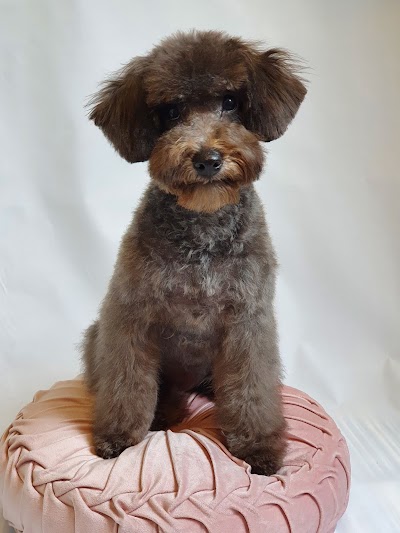 Grooming Van Image