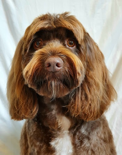 Grooming Van Image