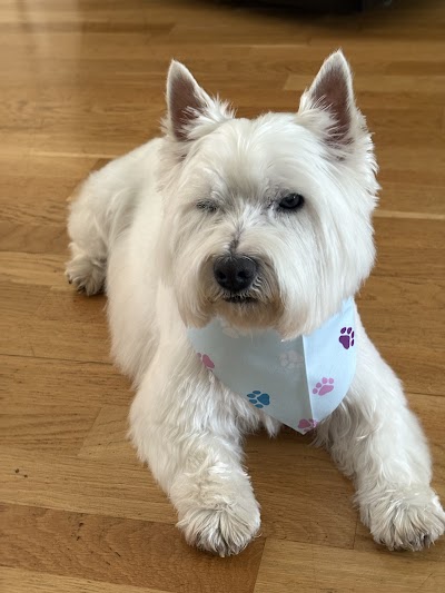 Grooming Van Image