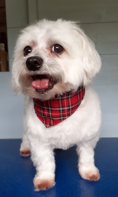 Grooming Van Image