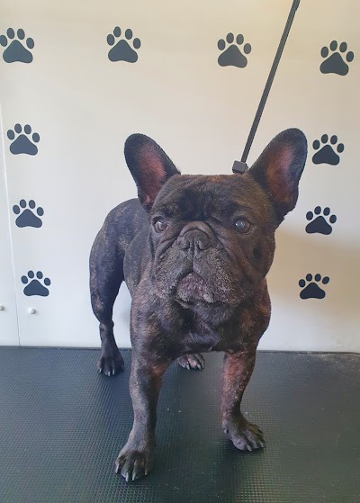 Grooming Van Image