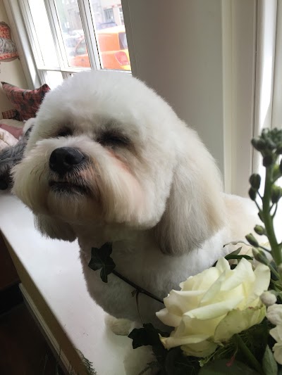 Grooming Van Image