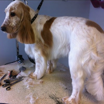 Grooming Van Image