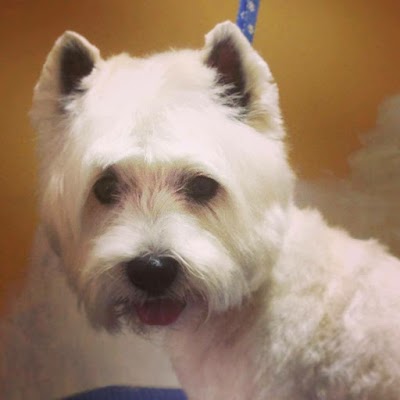 Grooming Van Image
