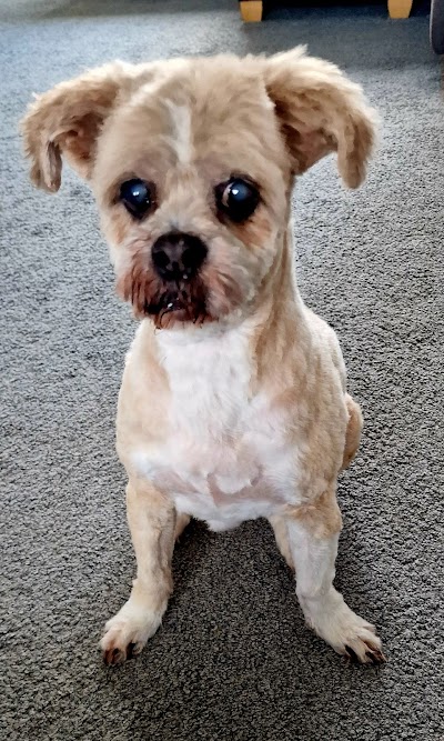 Grooming Van Image