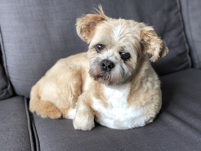 Grooming Van Image