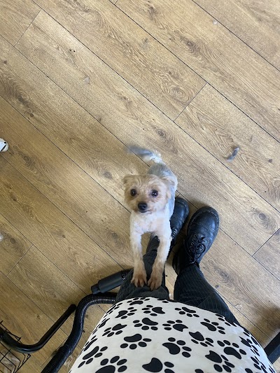 Edinburgh Dog Groomers