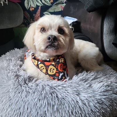 Grooming Van Image