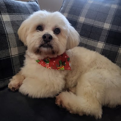 Grooming Van Image