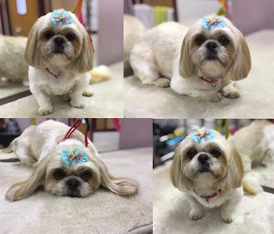 Grooming Van Image