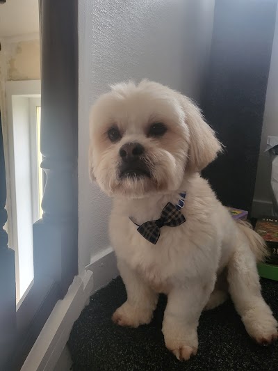 GlamDog Anna’s Grooming