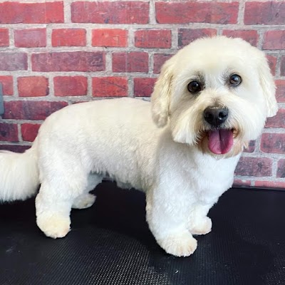 Hairy Styles Dog Grooming Spa, Edinburgh