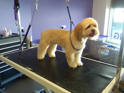 Hairy Tails Dog Grooming