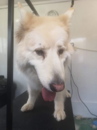 Grooming Van Image