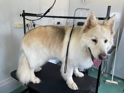 Happy hound hairstyles