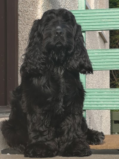 Grooming Van Image