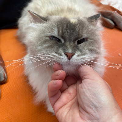 Grooming Van Image
