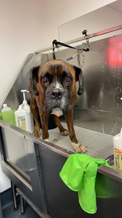 Grooming Van Image