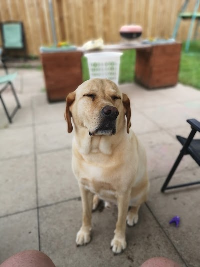 Joni's Dog Grooming Studio