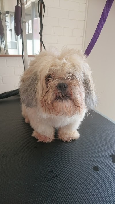 Grooming Van Image