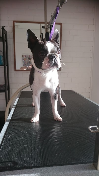 Grooming Van Image