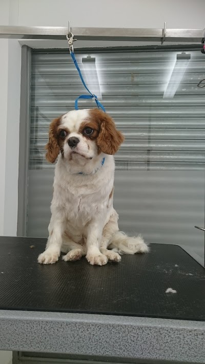 Grooming Van Image