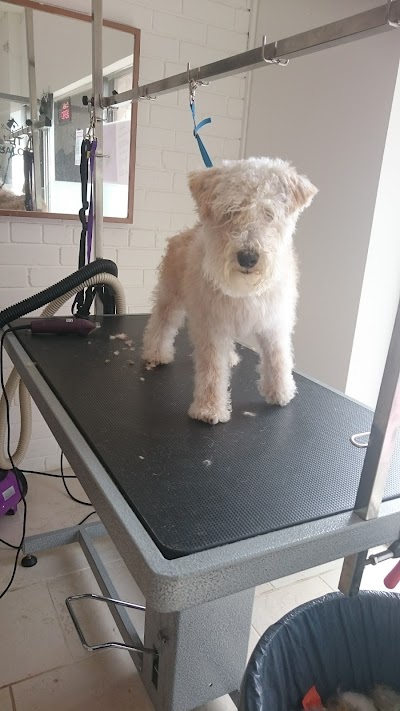 Grooming Van Image