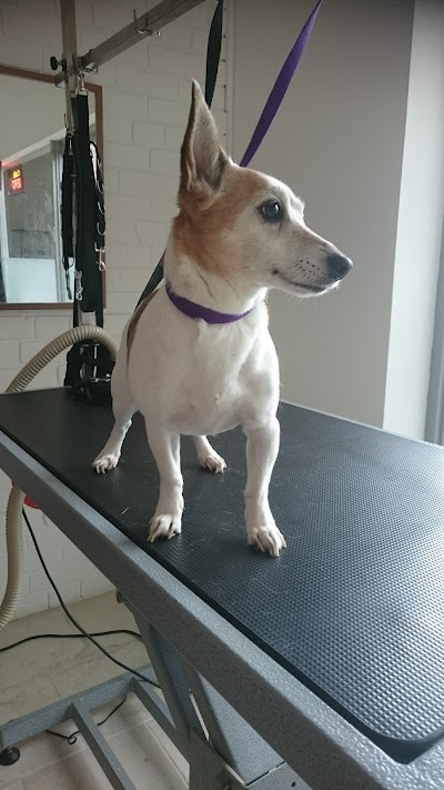 Grooming Van Image