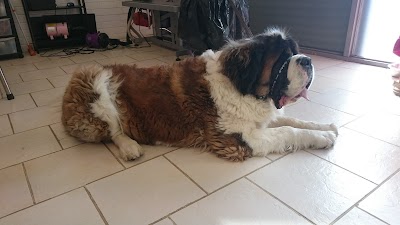 K9 Dog Salon