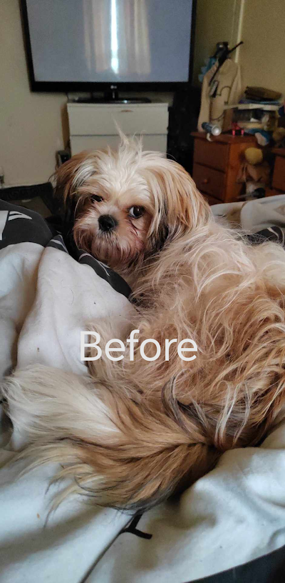 Grooming Van Image