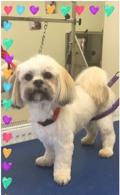 Grooming Van Image