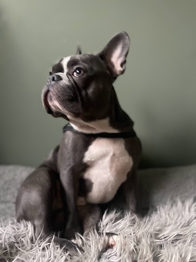Grooming Van Image