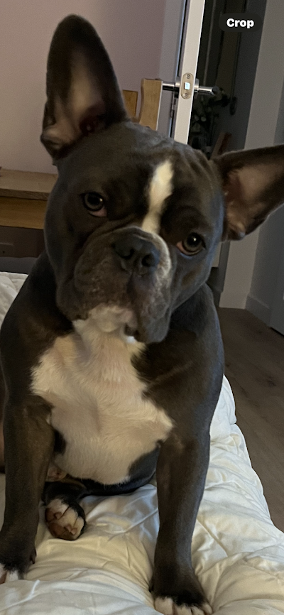 Grooming Van Image