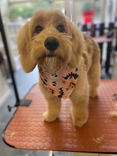 Kinga's Dog Grooming