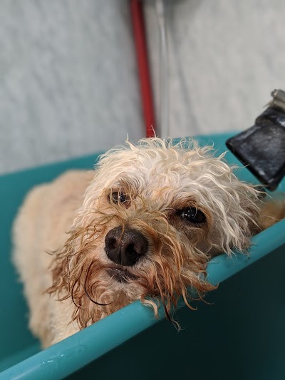 Grooming Van Image