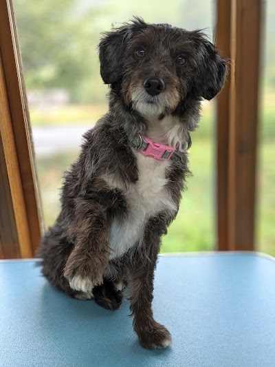 Grooming Van Image