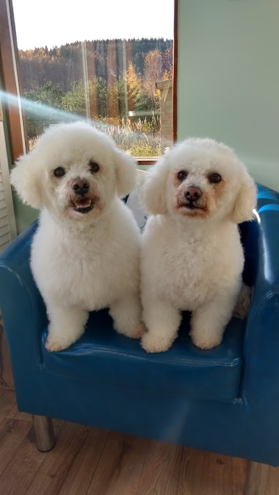 Grooming Van Image