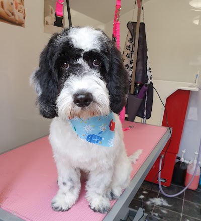 Grooming Van Image