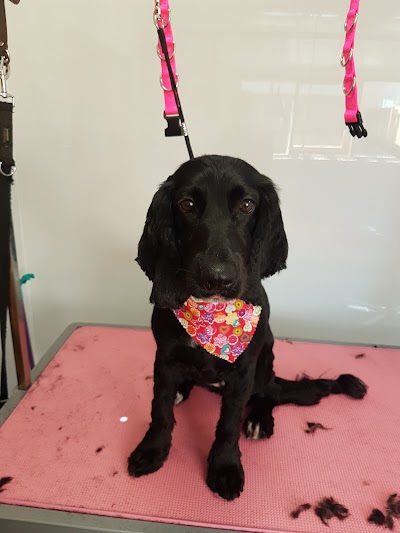 Grooming Van Image
