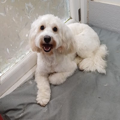 Grooming Van Image