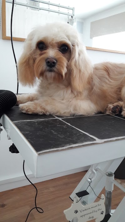 Grooming Van Image